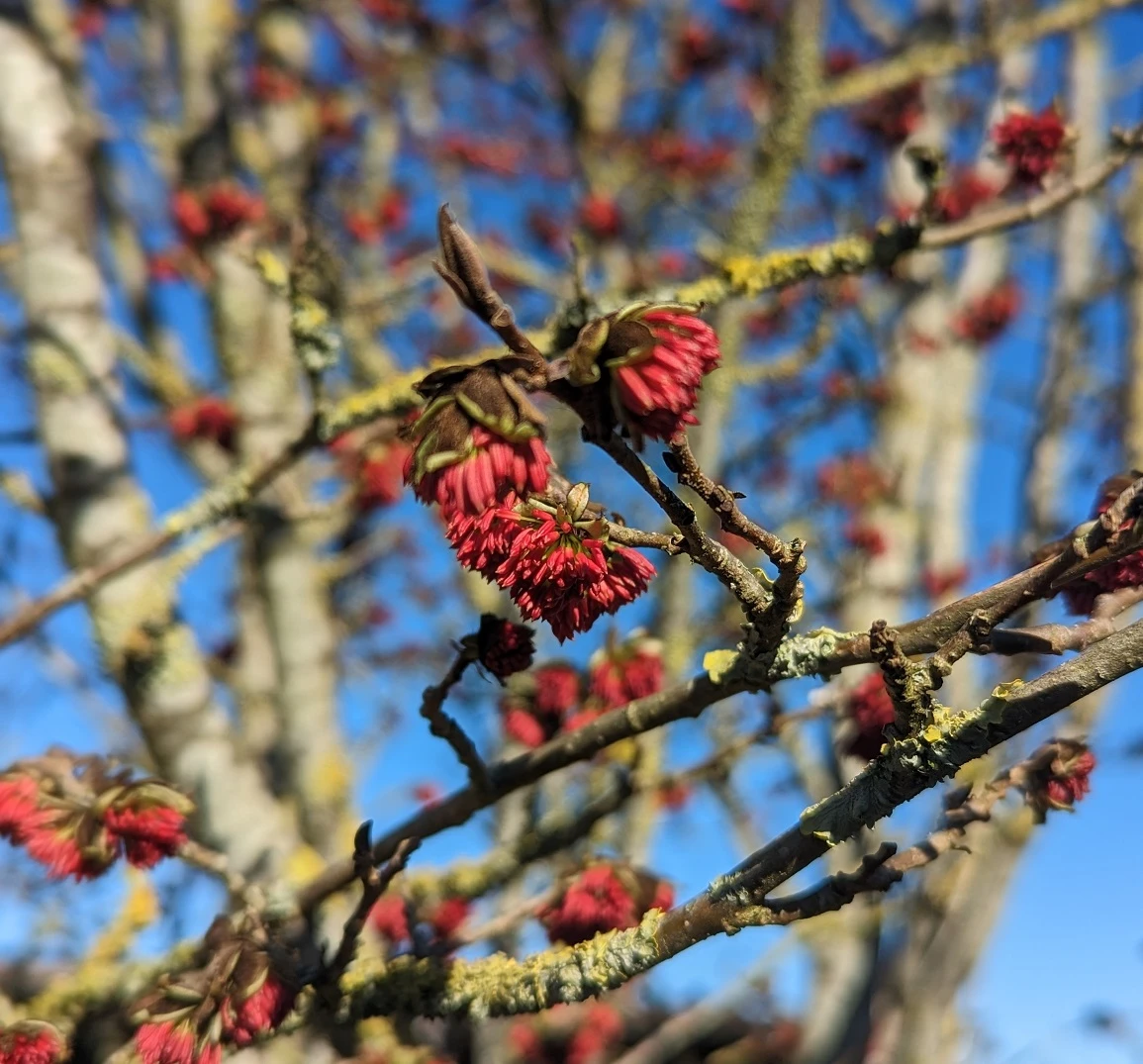 Eisenholzbaum Parrotia Persica 3 Eisenholzbaum Parrotia Persica