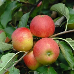 Elstar ® Malus Domestica 10 Elstar ® Malus Domestica -Pflanzenhof Elstar