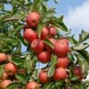 Elstar ® Malus Domestica 1 Elstar ® Malus Domestica -Pflanzenhof Elstar am Baum