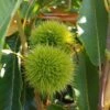 Duo-Esskastanie, Belle Epine & Bouche De Betizac Castanea Sativa 1 Duo-Esskastanie, Belle Epine & Bouche De Betizac Castanea Sativa -Pflanzenhof Esskastanie
