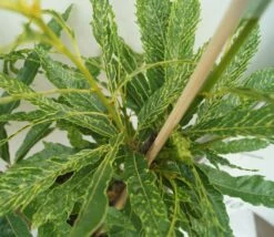 Esskastanie `Asplenifolia´ Castanea Sativa `Asplenifolia´ -Pflanzenhof Esskastanie Asplenifolia1