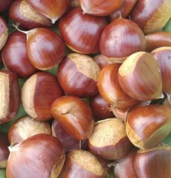 Duo-Esskastanie, Belle Epine & Bouche De Betizac Castanea Sativa -Pflanzenhof Esskastanie Belle EpineGmNJQelgJyOMr