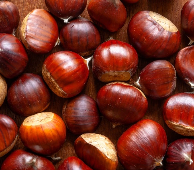 Esskastanie / Marone / Edelkastanie Castanea Sativa 3 Esskastanie / Marone / Edelkastanie Castanea Sativa