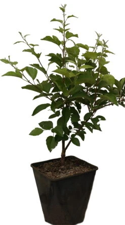 Zierapfel `Evereste´ Malus 10 Zierapfel `Evereste´ Malus -Pflanzenhof Evereste