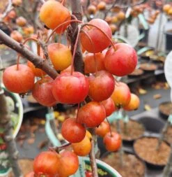 Zierapfel `Evereste´ Malus 8 Zierapfel `Evereste´ Malus -Pflanzenhof Evereste4