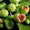 Feige `Ficcolino® Gustis®´ Ficus Carica 2 Feige `Ficcolino® Gustis®´ Ficus Carica -Pflanzenhof Feige erweiterte Lizenz