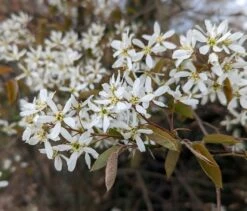 Prince William-Großfruchtige Felsenbirne Amelanchier `Prince William´ 10 Prince William-Großfruchtige Felsenbirne Amelanchier `Prince William´ -Pflanzenhof Felsenbirne Bl te