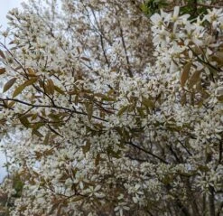 Prince William-Großfruchtige Felsenbirne Amelanchier `Prince William´ 12 Prince William-Großfruchtige Felsenbirne Amelanchier `Prince William´ -Pflanzenhof Felsenbirne Bl te 3