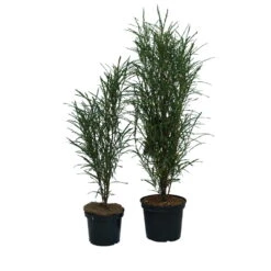 Farnblättriger Säulen-Faulbaum `Fine Line´ Rhamnus Frangula `Fine Line´ -Pflanzenhof Fine Line Faulbaum 2