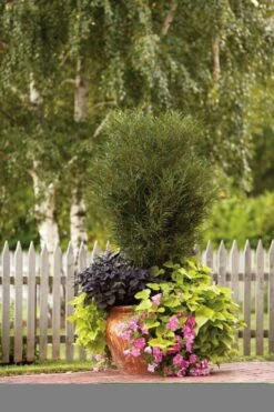 Farnblättriger Säulen-Faulbaum `Fine Line´ Rhamnus Frangula `Fine Line´ -Pflanzenhof Fine Line Kordes Jungpflanzen1