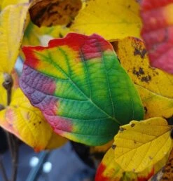 Großer Federbuschstrauch Fothergilla Major 10 Großer Federbuschstrauch Fothergilla Major -Pflanzenhof Fothergilla Herbstf rbung1