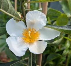Franklinia Alatamaha "Franklinie / Franklinbaum" Franklinia Alatamaha