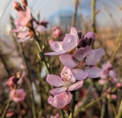 Zwerg-Fruchtmandel `Garden Prince´ Prunus `Zwerg-Fruchtmandel´ 10 Zwerg-Fruchtmandel `Garden Prince´ Prunus `Zwerg-Fruchtmandel´ -Pflanzenhof Garden Prince Bl te2