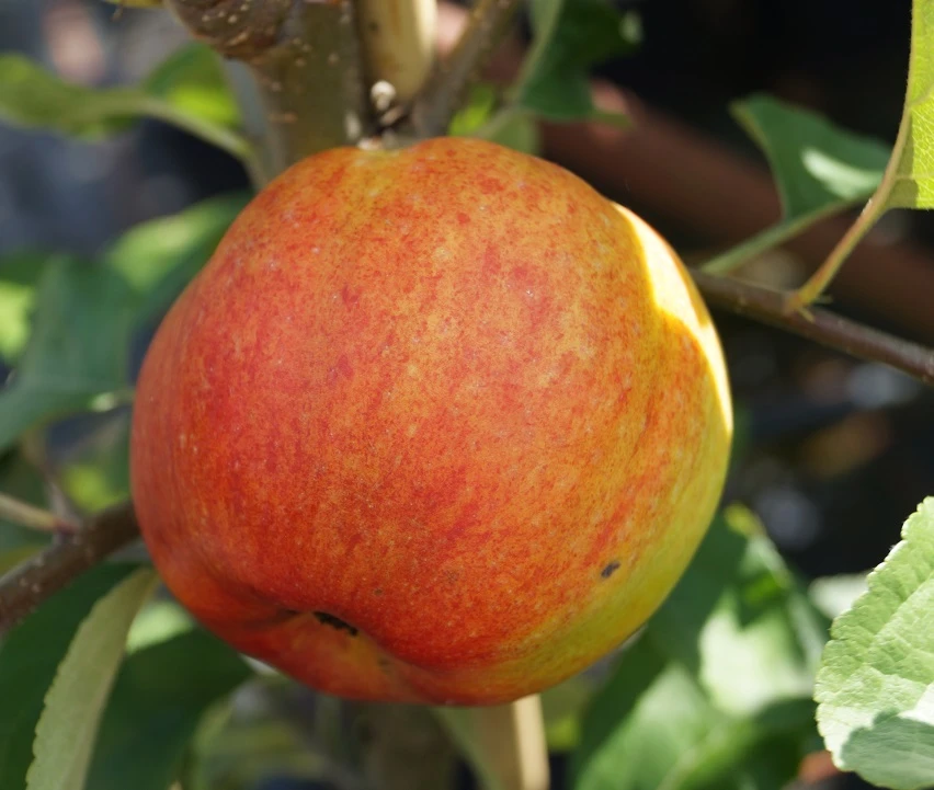 Geheimrat Oldenburg Malus Domestica 3 Geheimrat Oldenburg Malus Domestica