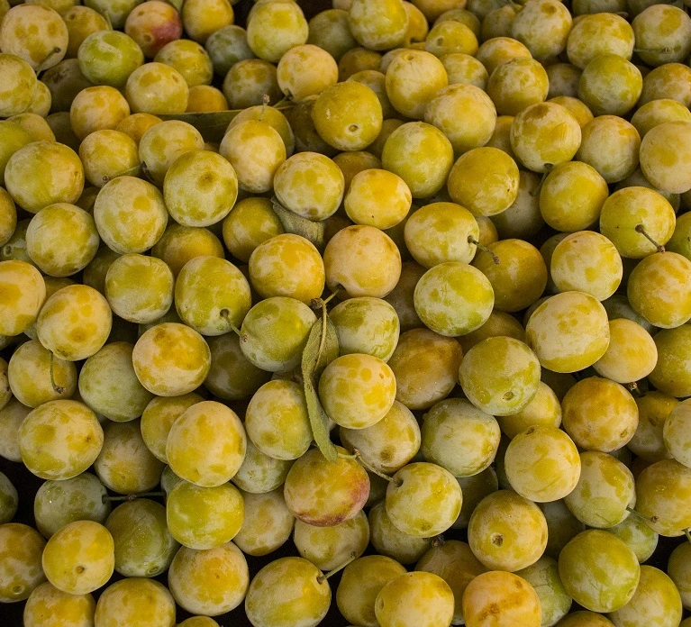 Oullins Reneklode Prunus Domestica Subsp. Italica `Oullins´ 3 Oullins Reneklode Prunus Domestica Subsp. Italica `Oullins´