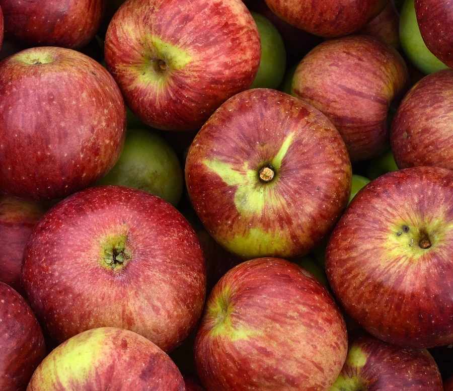 Gewürzluiken Malus Domestica `Gewürzluiken´ 3 Gewürzluiken Malus Domestica `Gewürzluiken´