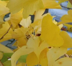 Ginkgo / Fächerblattbaum Ginkgo Biloba 7 Ginkgo / Fächerblattbaum Ginkgo Biloba -Pflanzenhof Ginkgo biloba Herbstf rbung