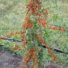 Goji / Chinesische Wolfsbeere `Big Lifeberry´ Lycium Barbarum `Big Lifeberry´ -Pflanzenhof Goji