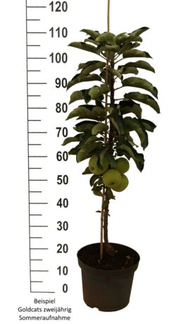 Säulenapfel `Goldcats´ Malus Domestica `Goldcats´ -Pflanzenhof Goldcats zweij hrig weiss