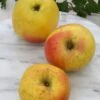 Grahams Jubiläumsapfel Malus Domestica `Graham´s Jubiläumsapfel´ 1 Grahams Jubiläumsapfel Malus Domestica `Graham´s Jubiläumsapfel´ -Pflanzenhof GrahamsDfq5bGLvl8FVV