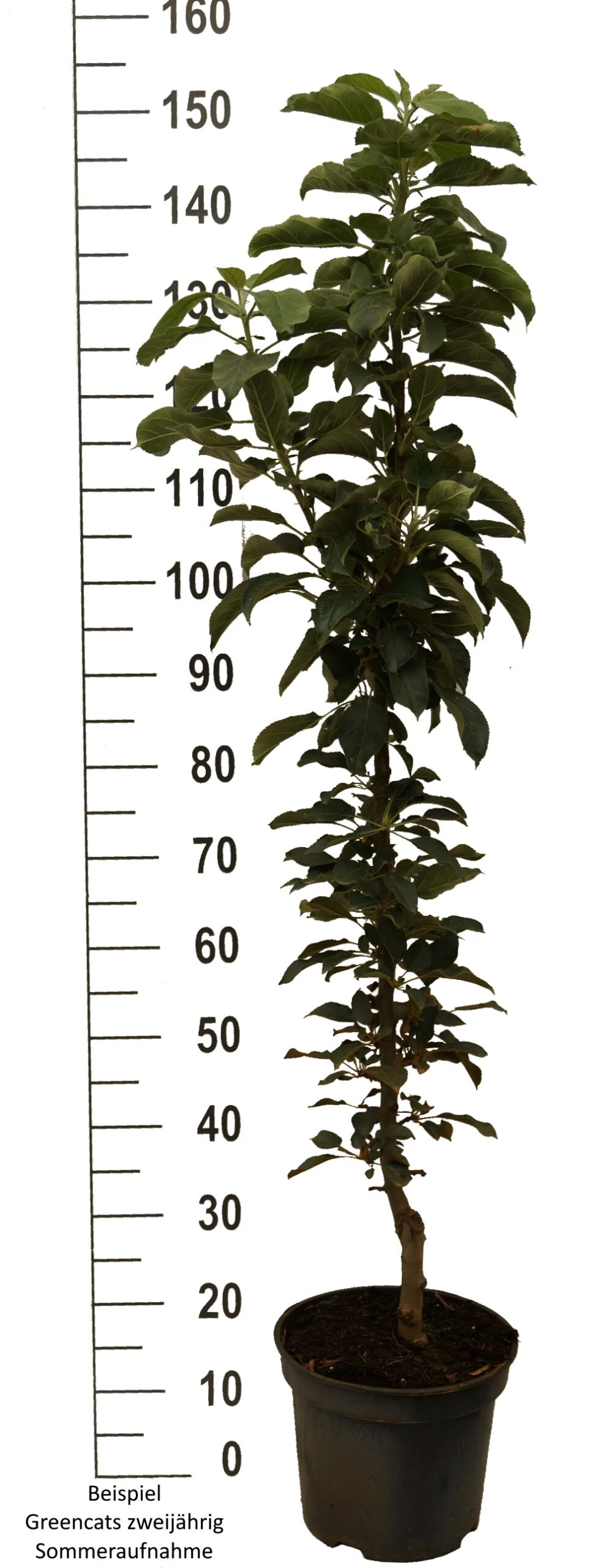 Säulenapfel `GreenCats´ Malus Domestica `Greencats´ 6 Säulenapfel `GreenCats´ Malus Domestica `Greencats´ – Bild 4