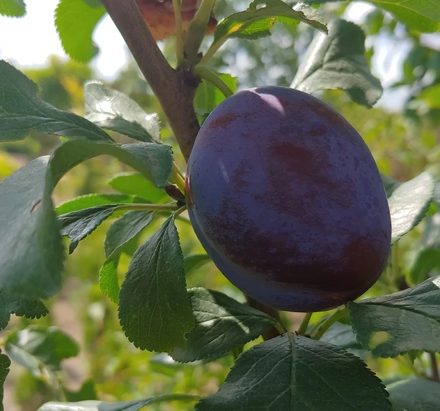 Haganta (S) Prunus Domestica `Haganta´ 4 Haganta (S) Prunus Domestica `Haganta´ – Bild 2