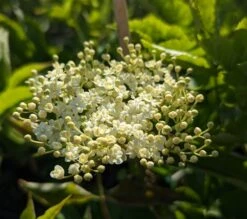 Holunder `Haidegg 17´ Sambucus Nigra `Haidegg17´ -Pflanzenhof Haidegg Bl te