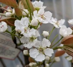 Nashi Hakko Pyrus Pyrifolia `Hakko´ 10 Nashi Hakko Pyrus Pyrifolia `Hakko´ -Pflanzenhof Hakko Bl te