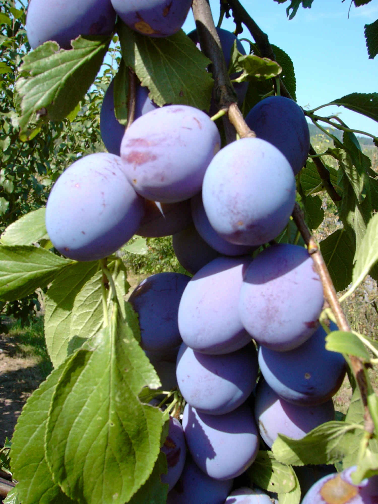 Säulenzwetsche `Imperial´ (einjährig) Prunus Domestica `Imperial´ 3 Säulenzwetsche `Imperial´ (einjährig) Prunus Domestica `Imperial´