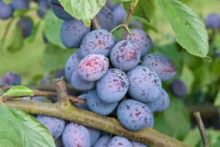 Hanita ® Prunus Domestica `Hanita 14 Hanita ® Prunus Domestica `Hanita -Pflanzenhof Hanita3