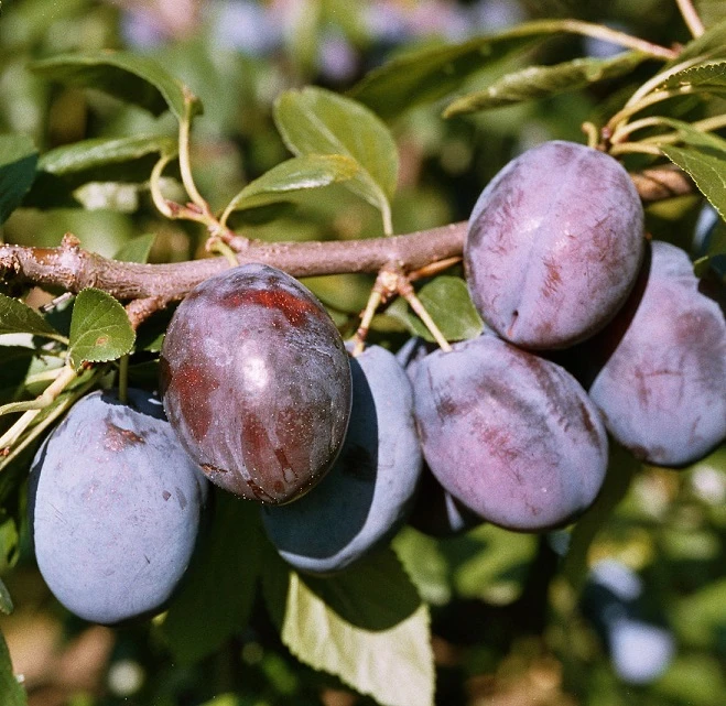 Hanita ® Prunus Domestica `Hanita 4 Hanita ® Prunus Domestica `Hanita – Bild 2