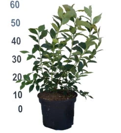 Heidelbeere - Reka Vaccinum Corymbosum `Reka´ 8 Heidelbeere - Reka Vaccinum Corymbosum `Reka´ -Pflanzenhof Heidelbeere reka 2