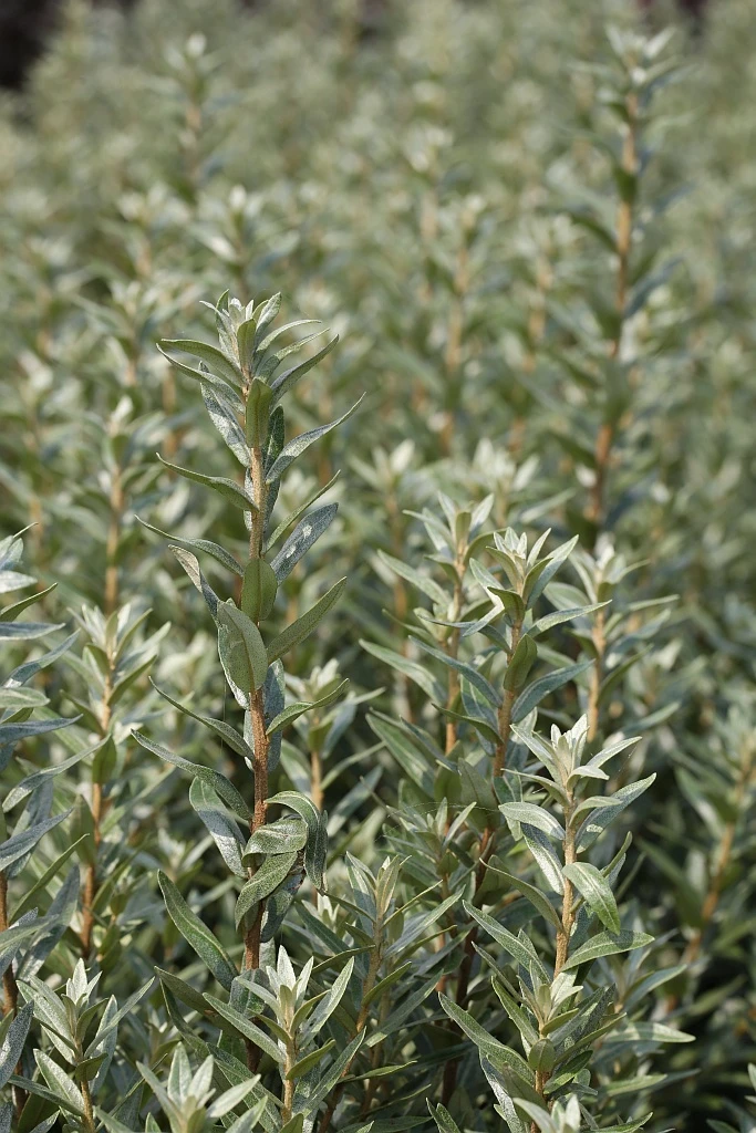 Sanddorn Pollmix Hippophae Rhamnoides `Pollmix´ 3 Sanddorn Pollmix Hippophae Rhamnoides `Pollmix´