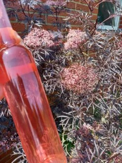 Holunder Black Lace ® Sambucus Nigra `Black Lace´ 15 Holunder Black Lace ® Sambucus Nigra `Black Lace´ -Pflanzenhof Holunderbl ten Likor rosa