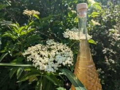 Holunder Haschberg Sambucus Nigra `Haschberg´ 13 Holunder Haschberg Sambucus Nigra `Haschberg´ -Pflanzenhof Holunderbl tenlik r weiss