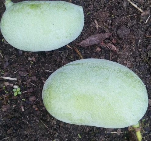 Veredelte Indianerbanane (Paw Paw) `Shenandoah®´ Asimina Triloba `Shenandoah´ 4 Veredelte Indianerbanane (Paw Paw) `Shenandoah®´ Asimina Triloba `Shenandoah´ – Bild 2