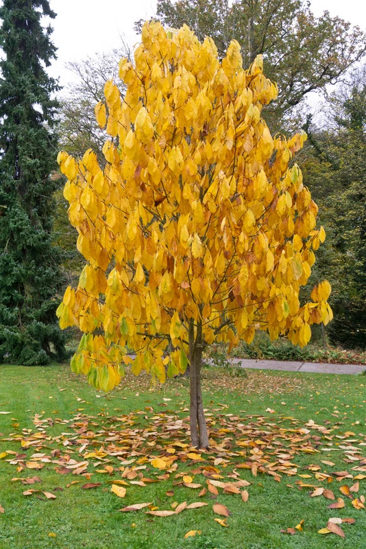 Veredelte Indianerbanane (Paw Paw) `Prima 1216´ (40-60cm) Asimina Triloba `Prima 1216´ 6 Veredelte Indianerbanane (Paw Paw) `Prima 1216´ (40-60cm) Asimina Triloba `Prima 1216´ – Bild 5