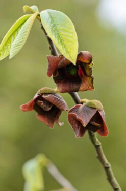Veredelte Indianerbanane `Prolific´ Asimina Triloba `Profilic´ -Pflanzenhof Indianerbanane Bl te38ckrvBAuq2Bo