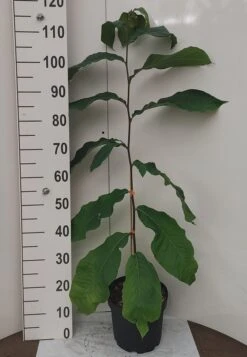 Veredelte Indianerbanane `NC1´ Asimina Triloba `NC1´ 9 Veredelte Indianerbanane `NC1´ Asimina Triloba `NC1´ -Pflanzenhof Indianerbanane weissUURtI4poHnJw6