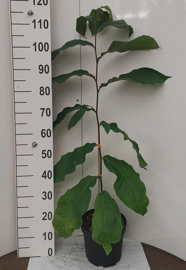 Veredelte Indianerbanane `NC1´ Asimina Triloba `NC1´ 6 Veredelte Indianerbanane `NC1´ Asimina Triloba `NC1´ – Bild 4