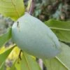 Veredelte Indianerbanane `Allegheny´® Peterson Pawpaws® Asimina Triloba `Allegheny´ 1 Veredelte Indianerbanane `Allegheny´® Peterson Pawpaws® Asimina Triloba `Allegheny´ -Pflanzenhof Indianerbanane1