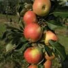 Säulenapfel `James Grieve Super Compact ®´ Malus Domestica `James Grieve Super Compact´ 2 Säulenapfel `James Grieve Super Compact ®´ Malus Domestica `James Grieve Super Compact´ -Pflanzenhof James Grieve Super Compact