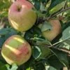 James Grieve Malus Domestica -Pflanzenhof James Grieve1