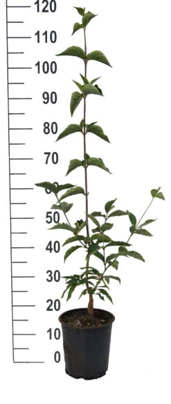 Großfrüchtige Kornelkirsche `Jolico´ Cornus Mas `Jolico´ -Pflanzenhof Jolico Kornelkirsche weiss