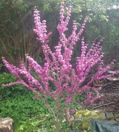 Judasbaum Cercis Siliquastrum 9 Judasbaum Cercis Siliquastrum -Pflanzenhof Judasbaum