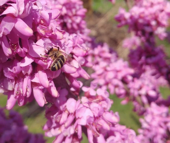 Judasbaum Cercis Siliquastrum 3 Judasbaum Cercis Siliquastrum