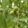 Kompaktwachsende Walnuss `Europa´ Juglans Regia `Europa´ -Pflanzenhof Juglans Europa