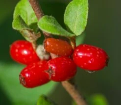 Kanadische Büffelbeere Sheperdia Canadensis