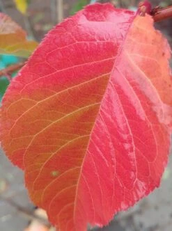 Zierkirsche `Kanzan´ Prunus Serrulata `Kanzan´ 8 Zierkirsche `Kanzan´ Prunus Serrulata `Kanzan´ -Pflanzenhof Kanzan herbstf rbung