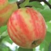 Karneval Ⓢ Malus Domestica `Karneval´ 1 Karneval Ⓢ Malus Domestica `Karneval´ -Pflanzenhof Karneval Apfel